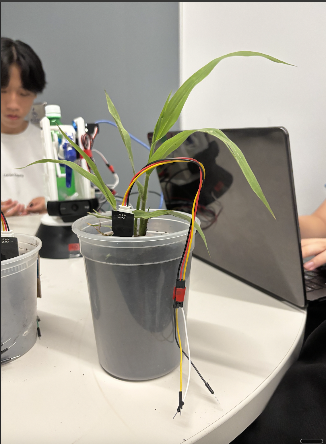 Plant