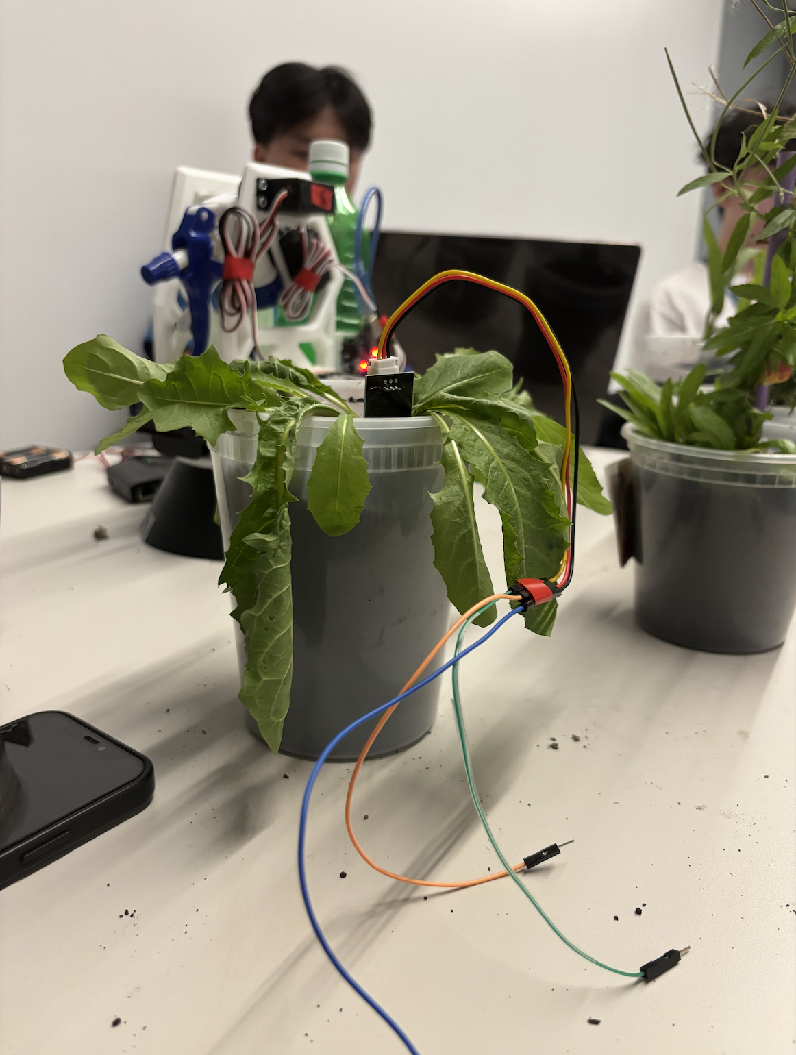 Plant